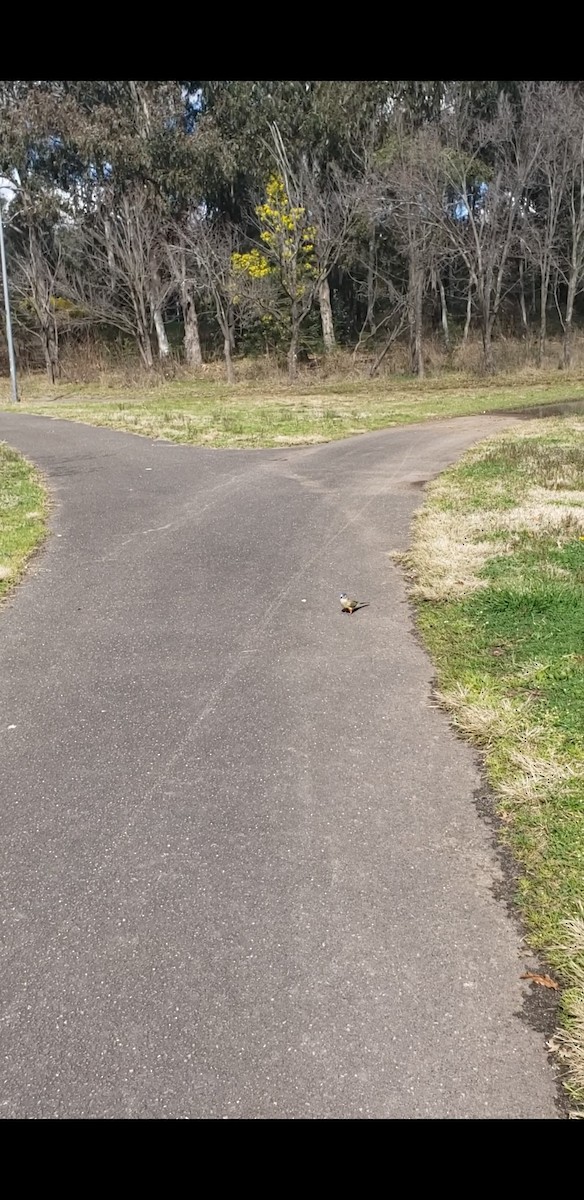 Greater Bluebonnet - ML479895941