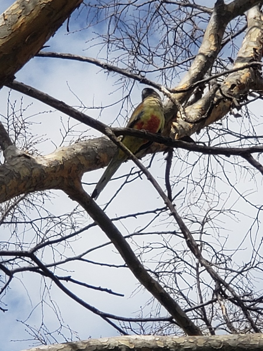 Папужець червоночеревий - ML479895961