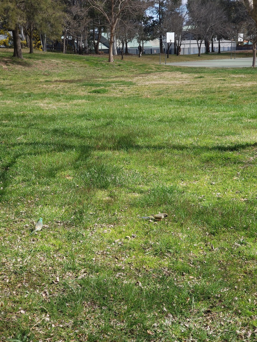 Greater Bluebonnet - ML479895971