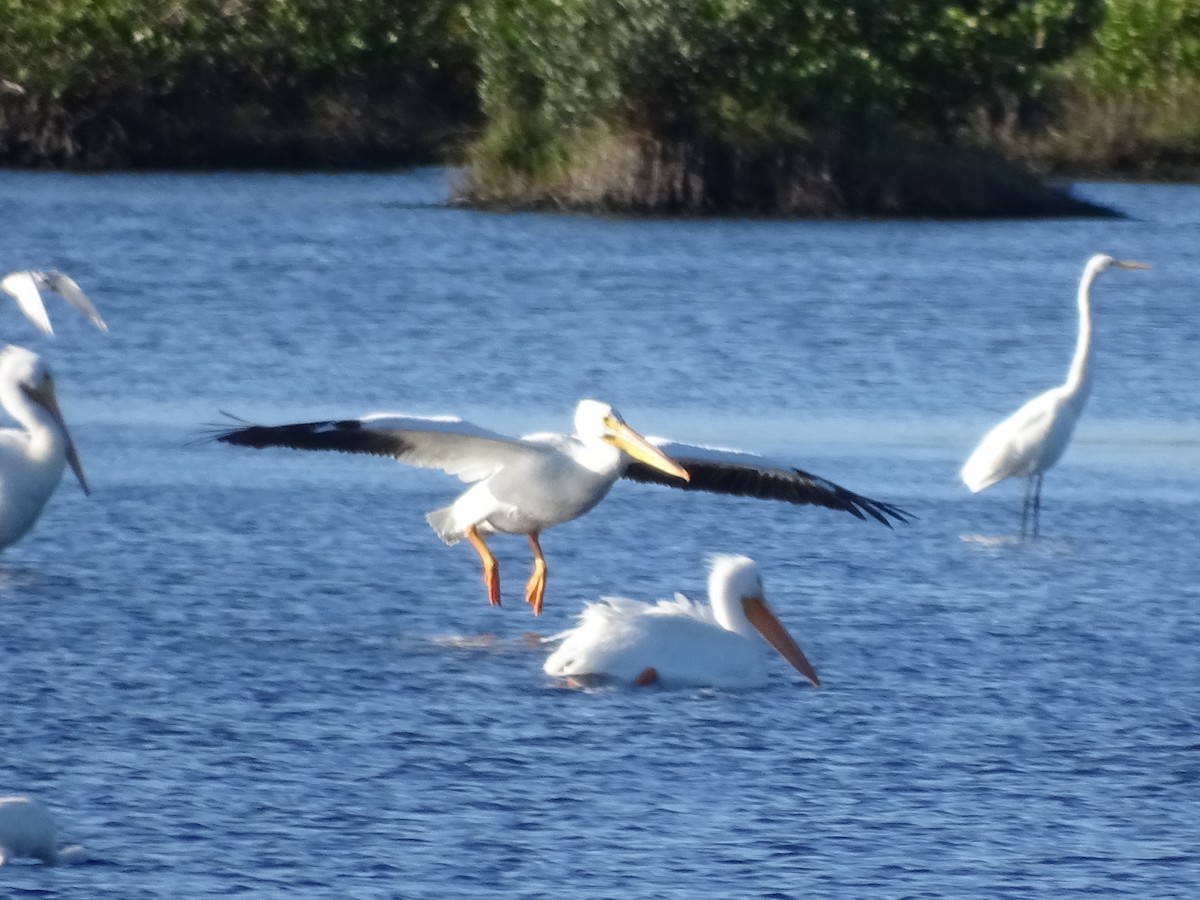 American White Pelican - ML47989611