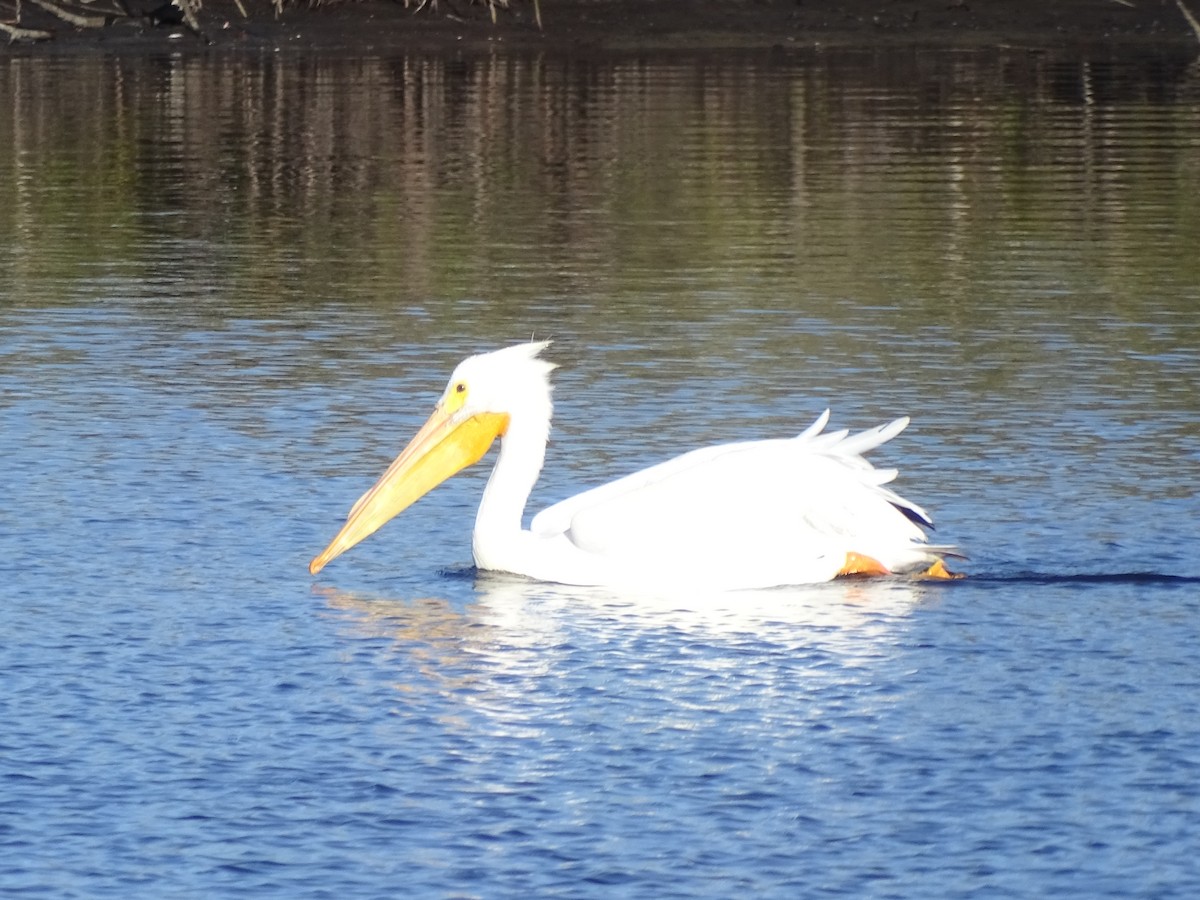 American White Pelican - ML47989631