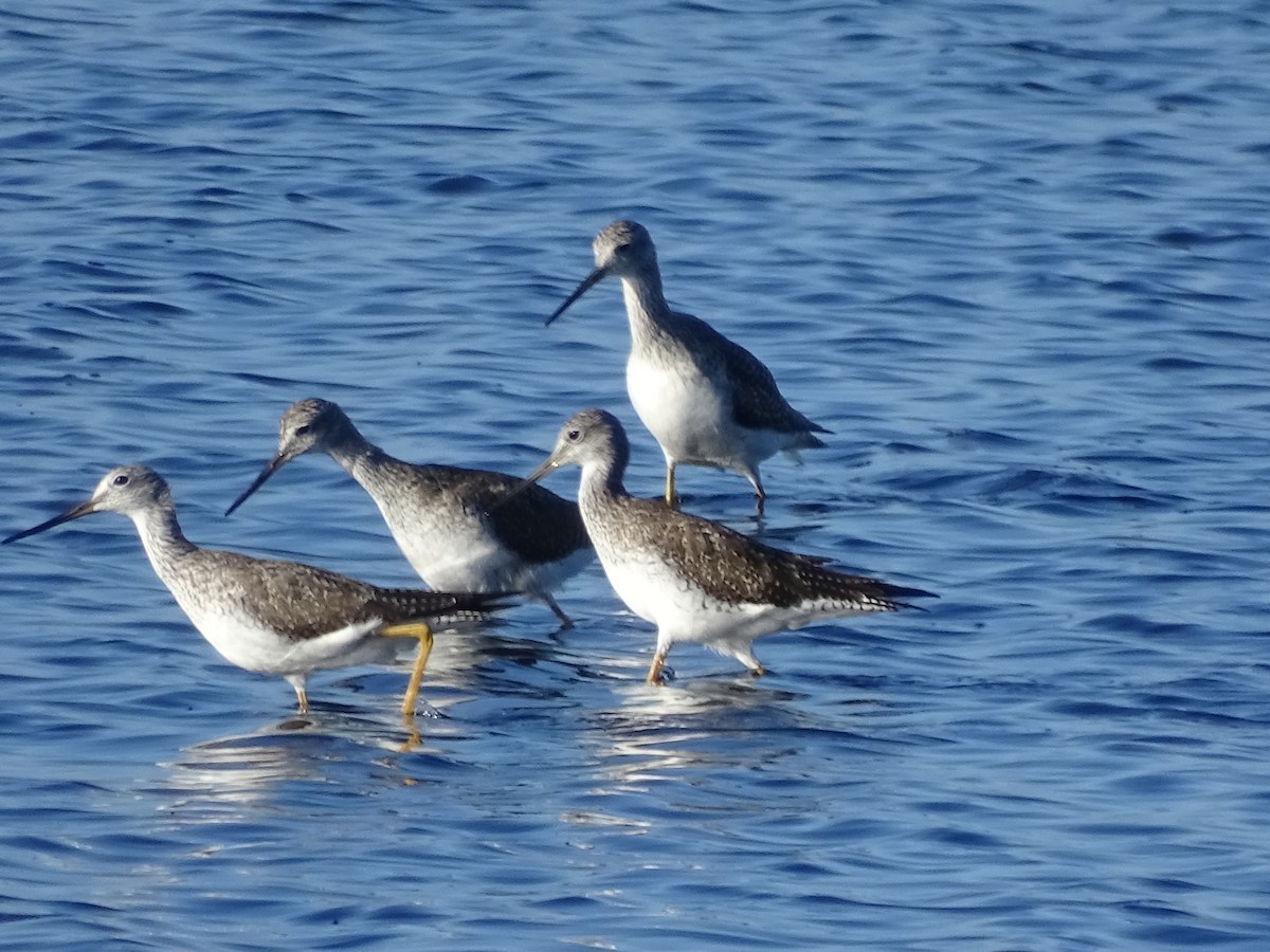 Greater Yellowlegs - ML47989651