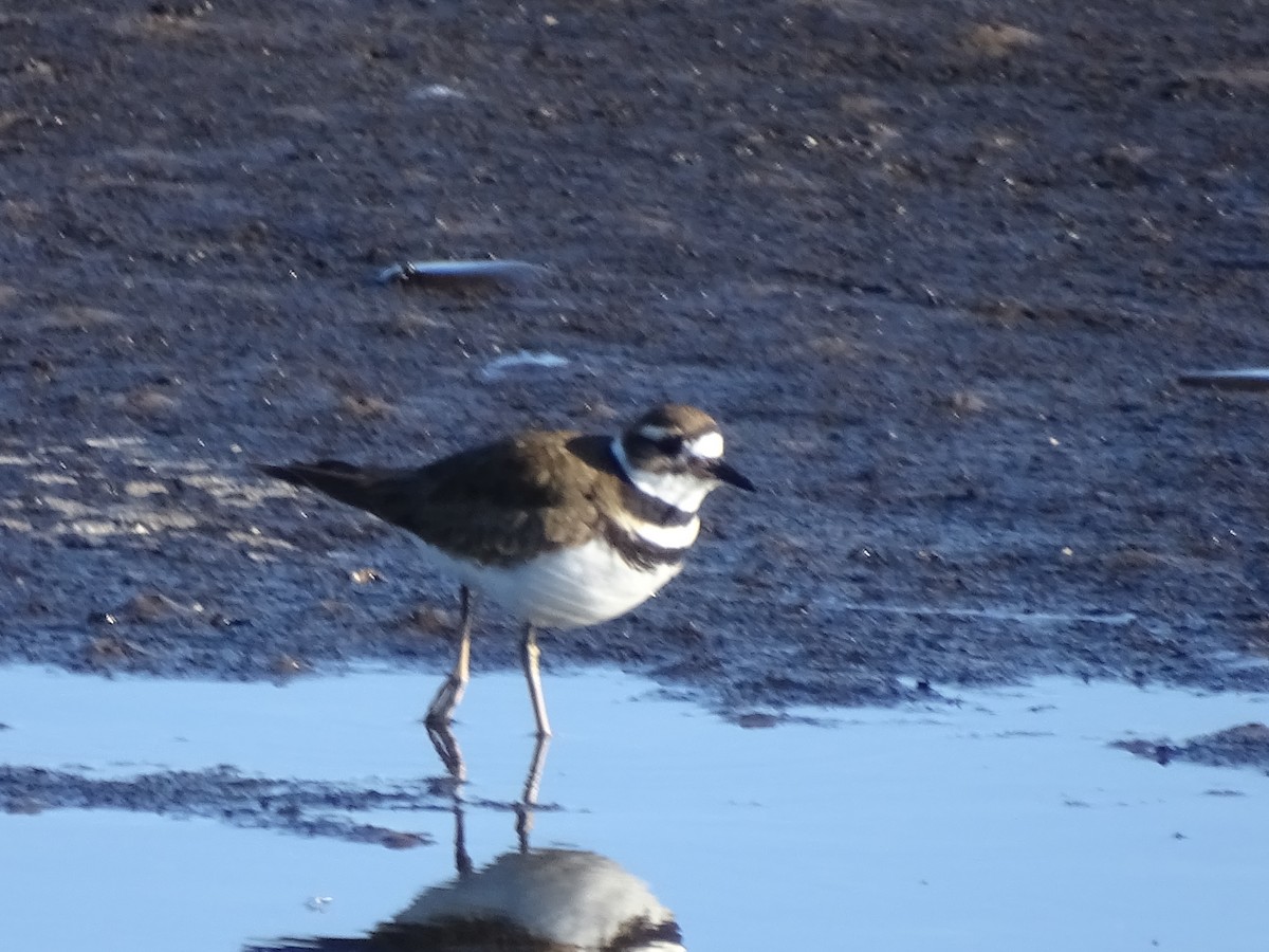 Killdeer - ML47989681