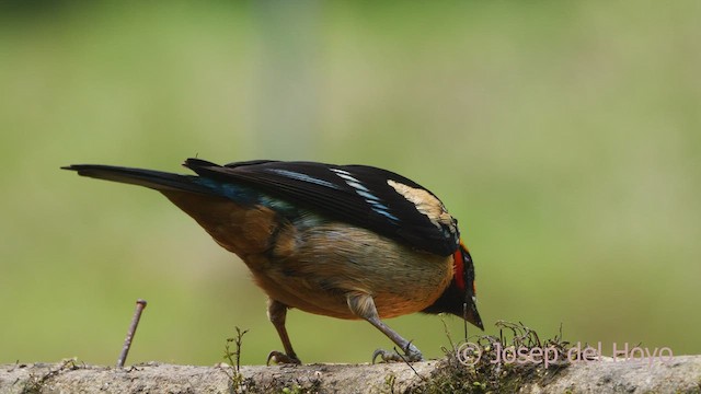 Flame-faced Tanager (Flame-faced) - ML479896991