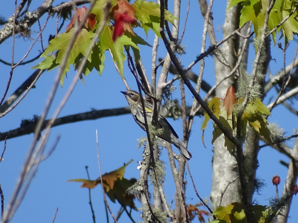 Yellow-rumped Warbler - ML47989771