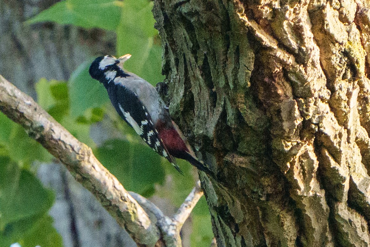 Great Spotted Woodpecker - ML479899981