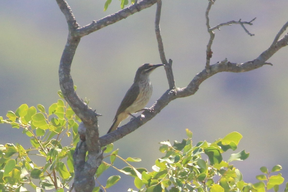 Kimberley Honeyeater - ML479900131