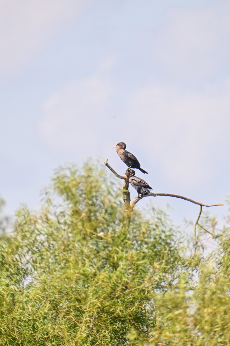 Double-crested Cormorant - Michael Barath