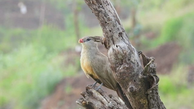 Sirkeer Malkoha - ML479901391