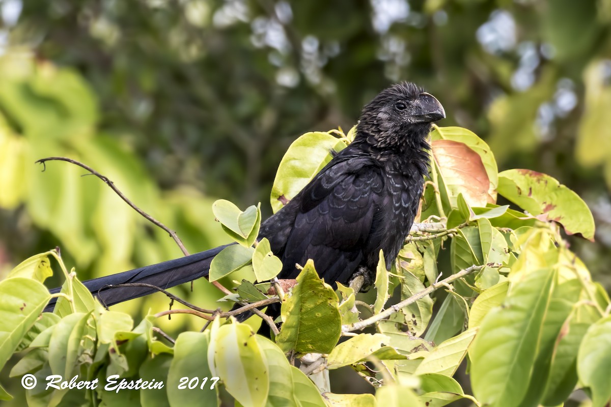 Smooth-billed Ani - Robert Epstein