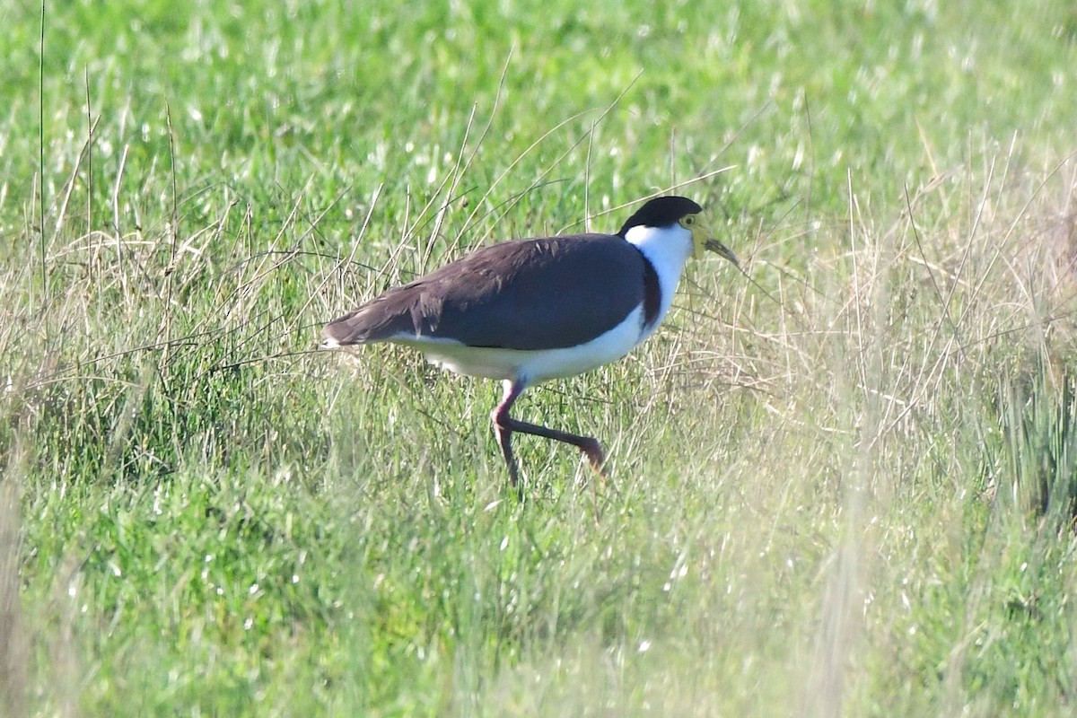 Masked Lapwing (Black-shouldered) - Alfons  Lawen