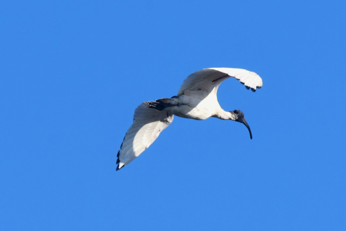 ibis australský - ML479902861