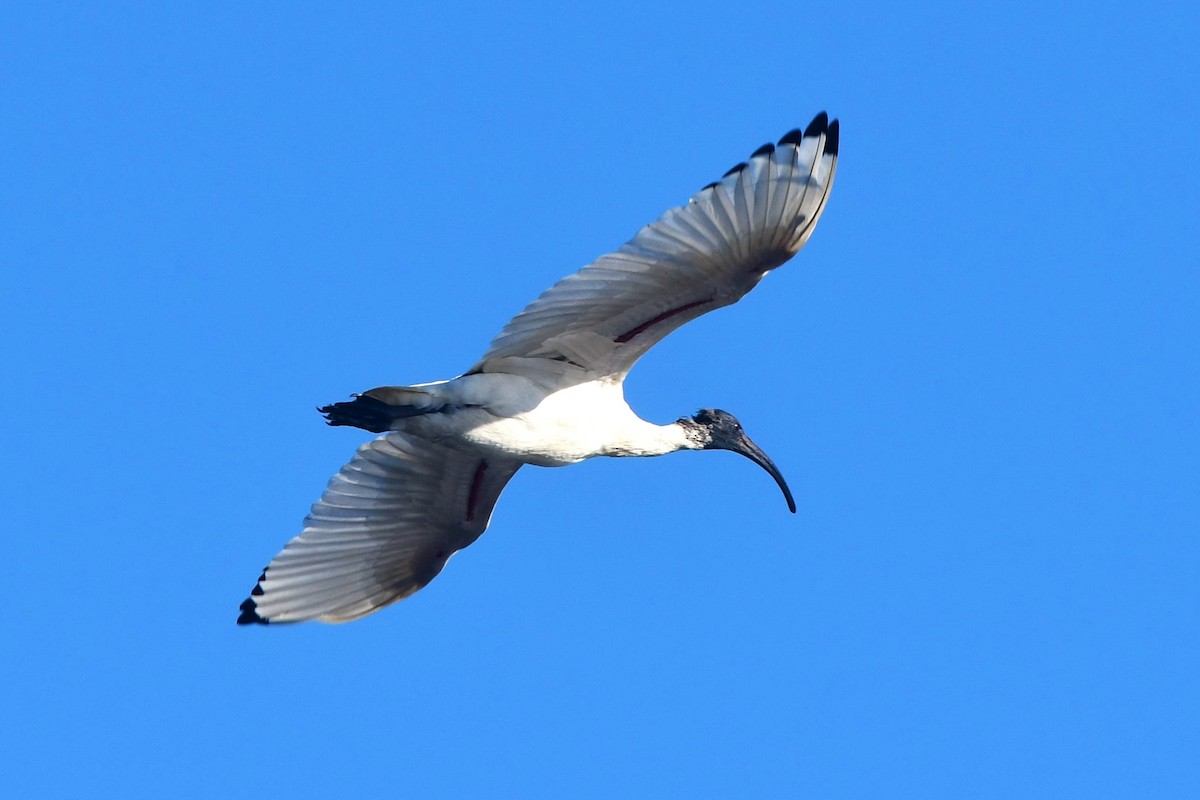 ibis australský - ML479902871
