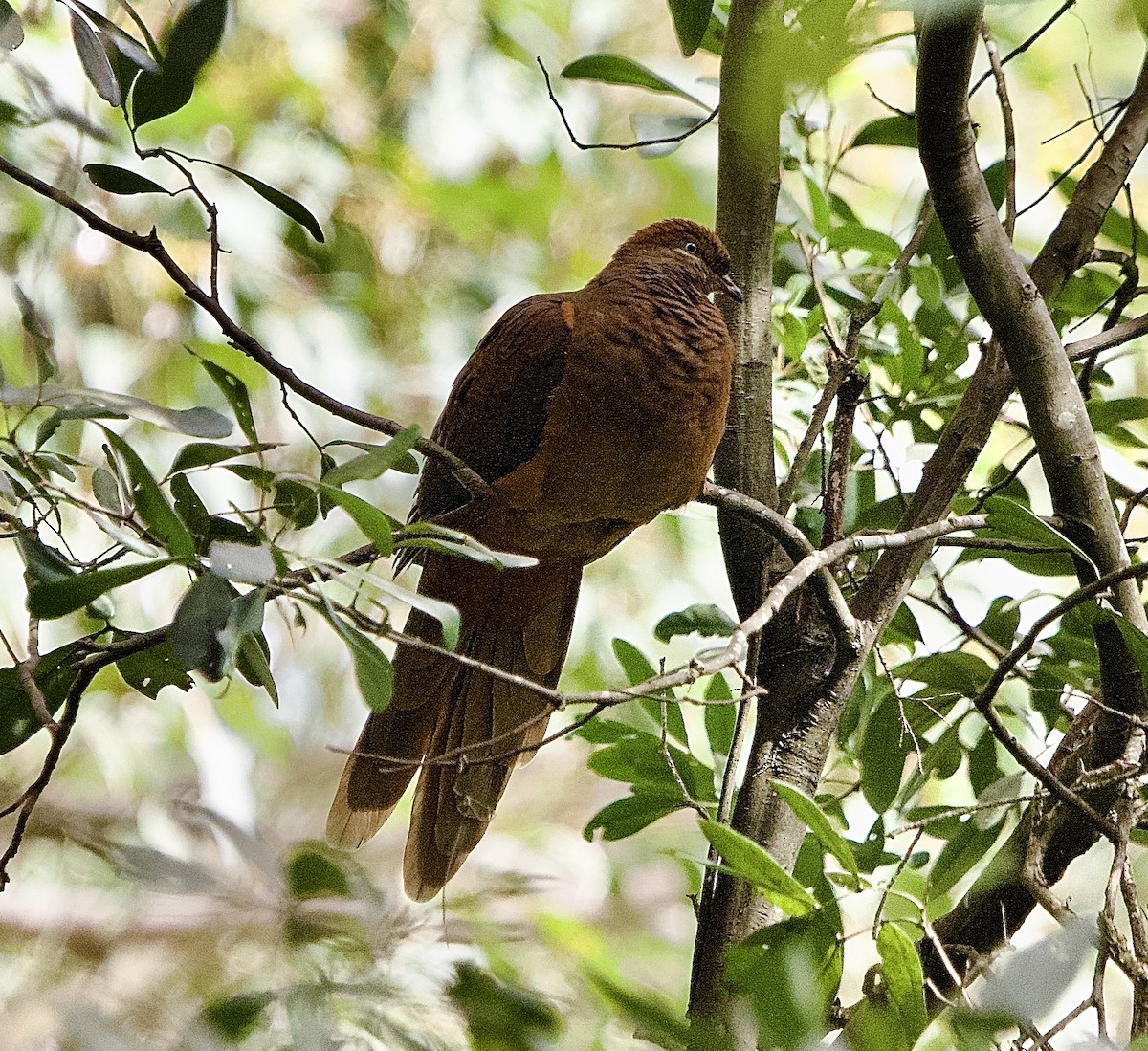 Brown Cuckoo-Dove - ML479903981