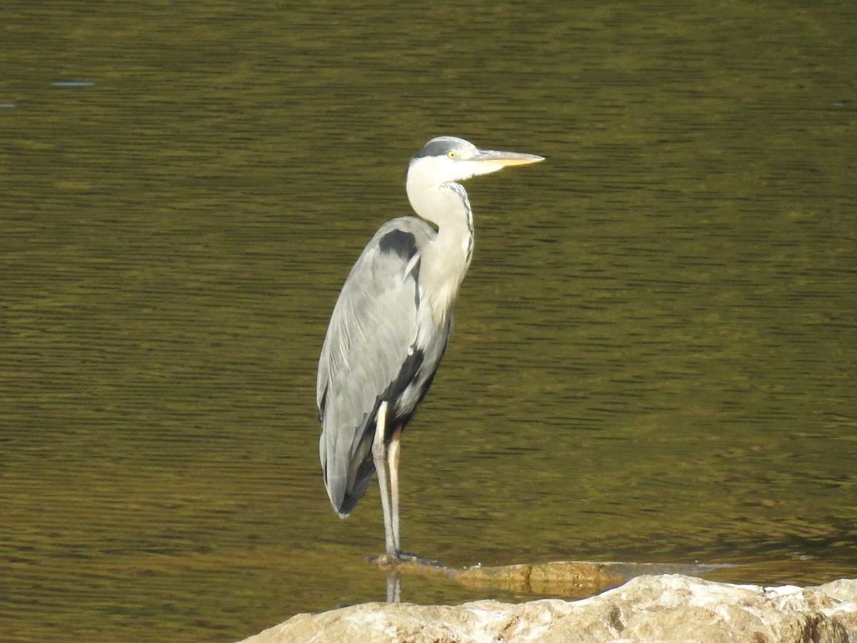 Gray Heron - ML479904331