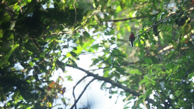 Scarlet-rumped Trogon - ML479905