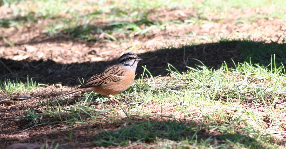 Rock Bunting - Mészáros József