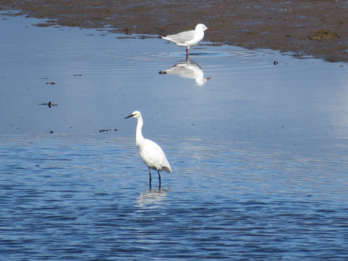 silkehegre - ML479905781