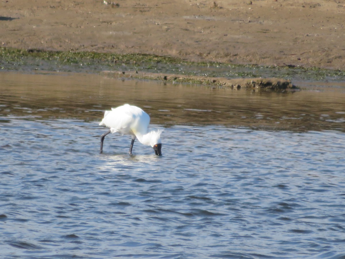 kongeskjestork - ML479905811