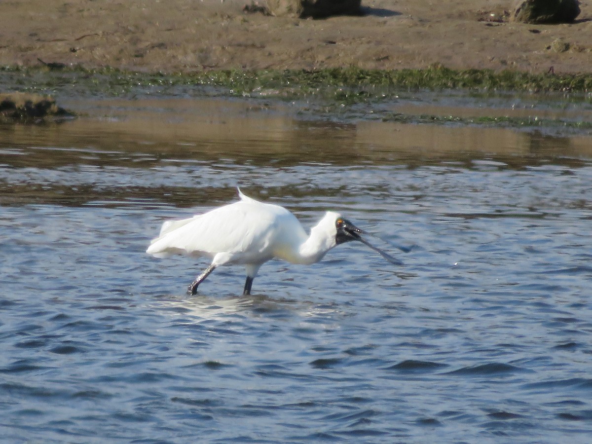 kongeskjestork - ML479905821