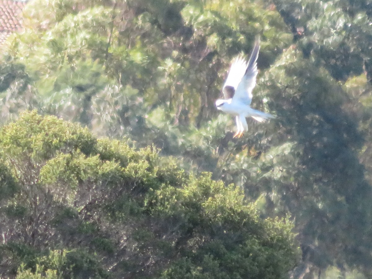 australiaglente - ML479905841