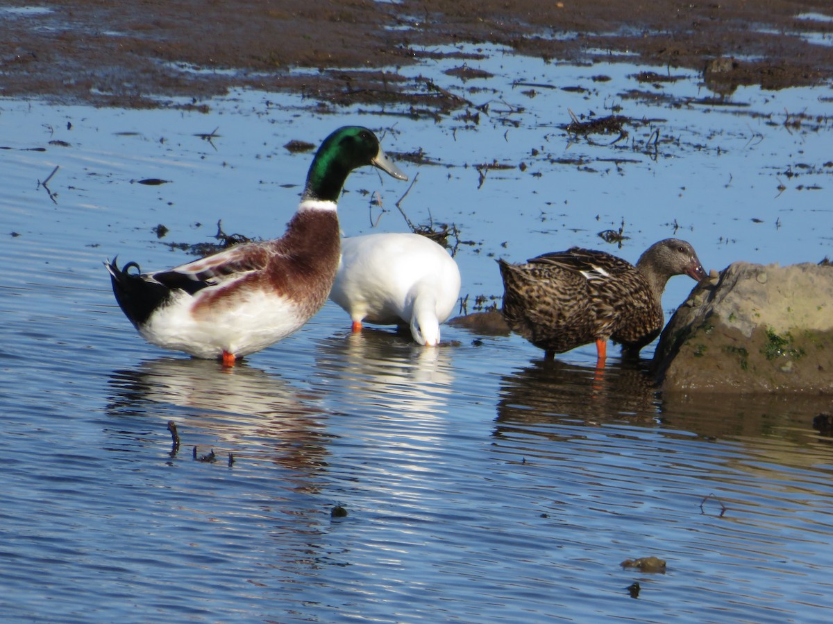 stokkand (domestisert) - ML479906121