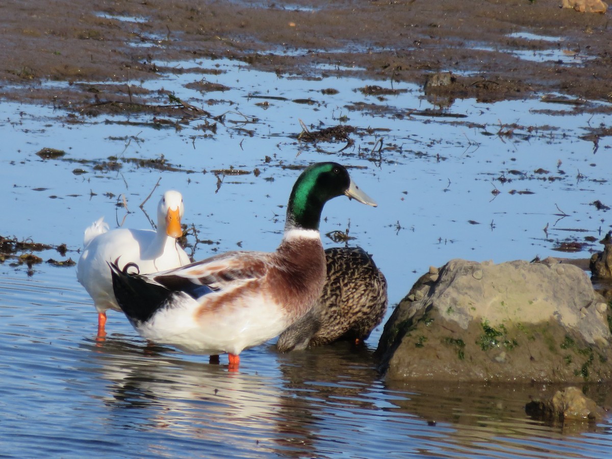 stokkand (domestisert) - ML479906171