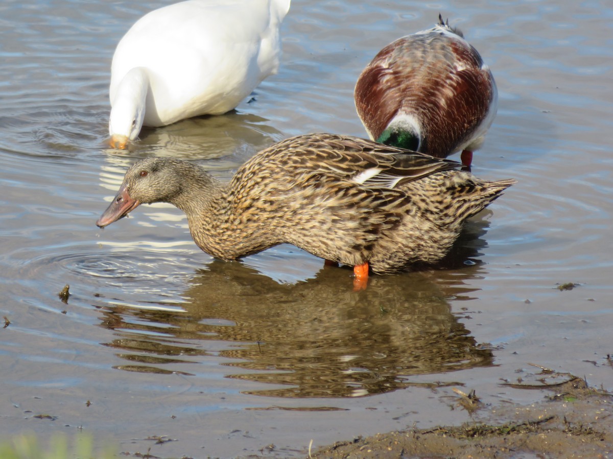 stokkand (domestisert) - ML479906181