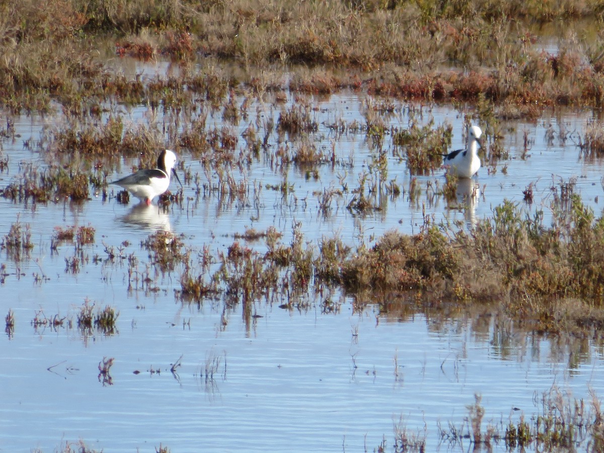 australstylteløper - ML479906291