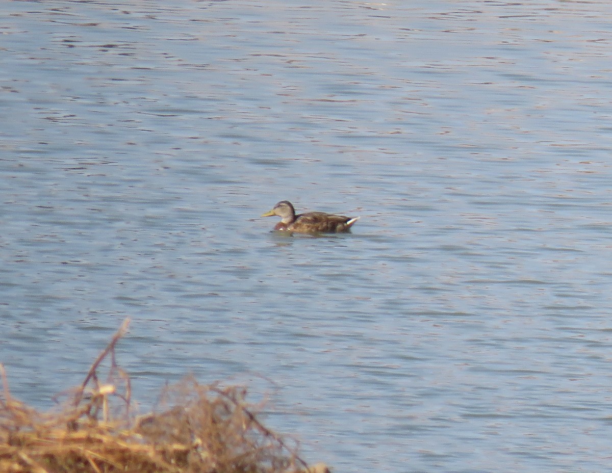 Canard colvert - ML479906441