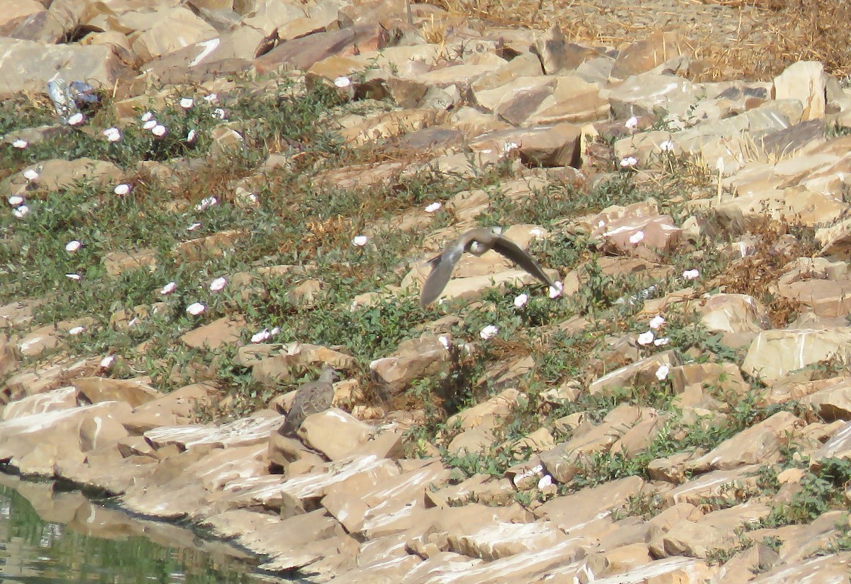 European Turtle-Dove - ML479906801