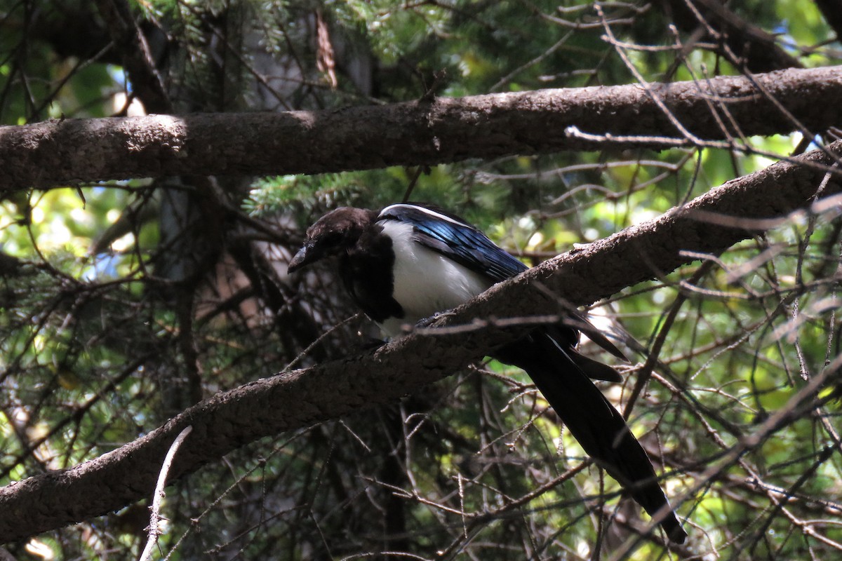 Oriental Magpie - ML479906931