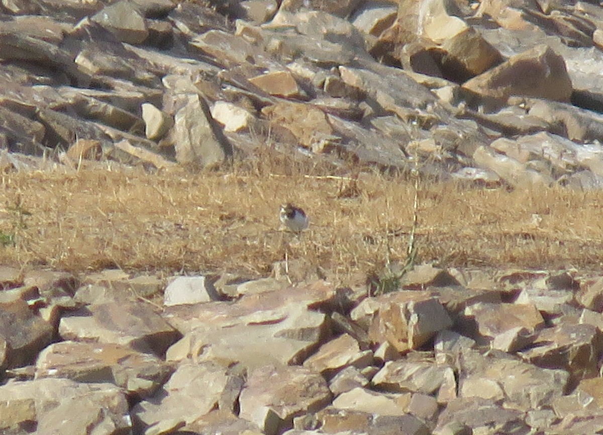 Little Ringed Plover (curonicus) - ML479907171