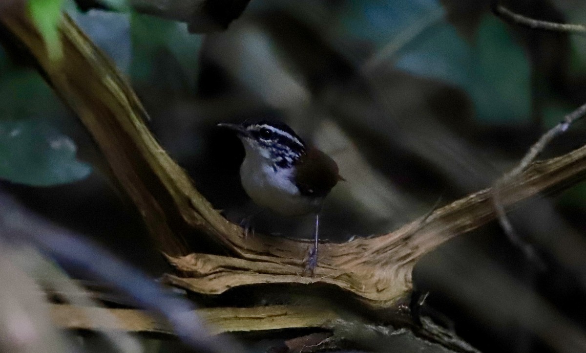 White-breasted Wood-Wren - Anthony Collerton