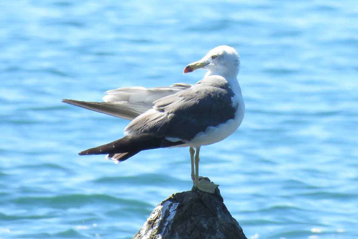 Black-tailed Gull - ML479907621