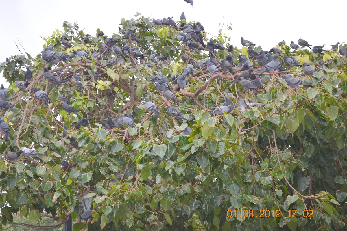 Rock Pigeon (Feral Pigeon) - ML479907831