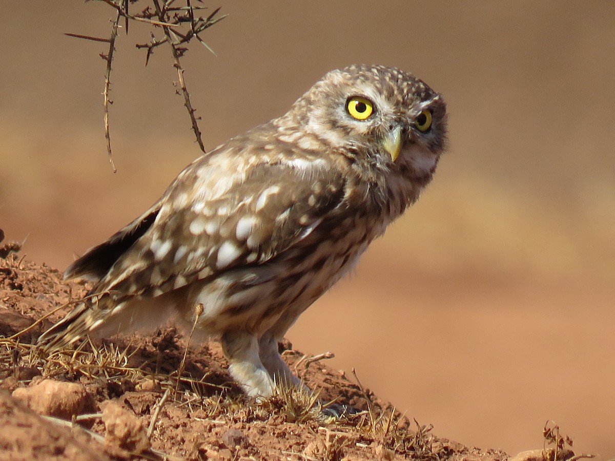 Little Owl (Little) - ML479907991