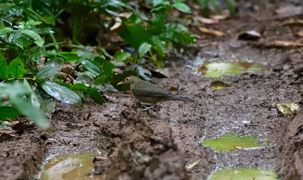 Spectacled Thrush - Anthony Collerton