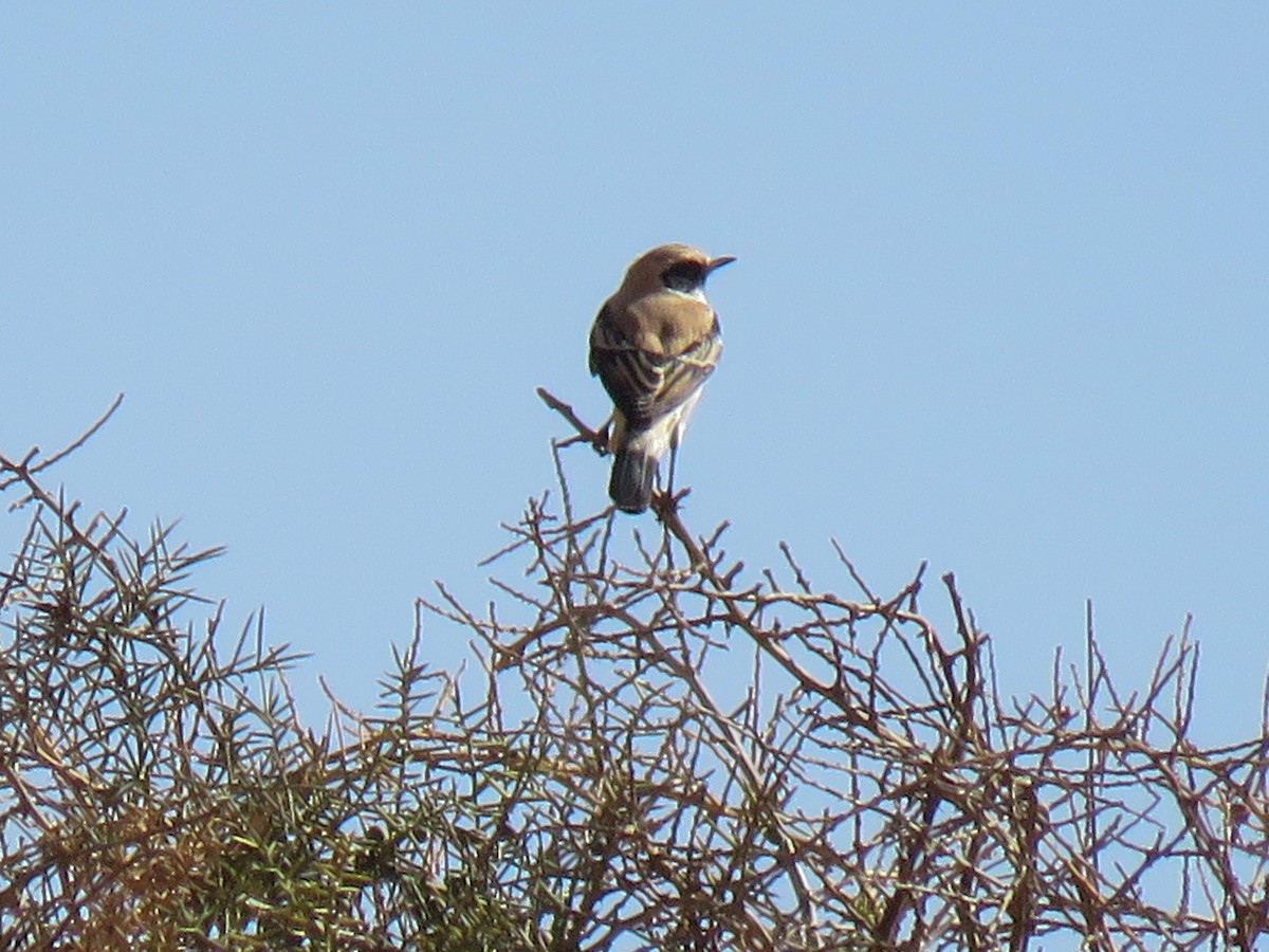 Western Black-eared Wheatear - ML479908711