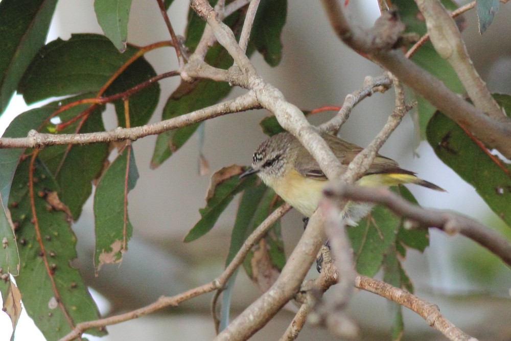 Yellow-rumped Thornbill - Paul Lynch