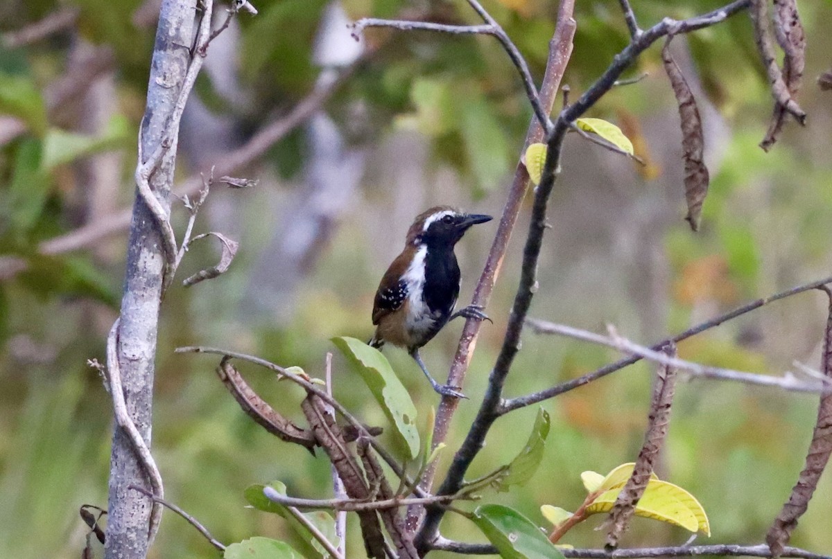 Rusty-backed Antwren - ML479909441