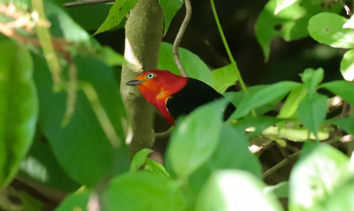 Crimson-hooded Manakin - ML479909571