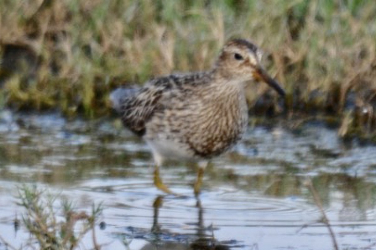 Piovanello pettorale - ML479909671