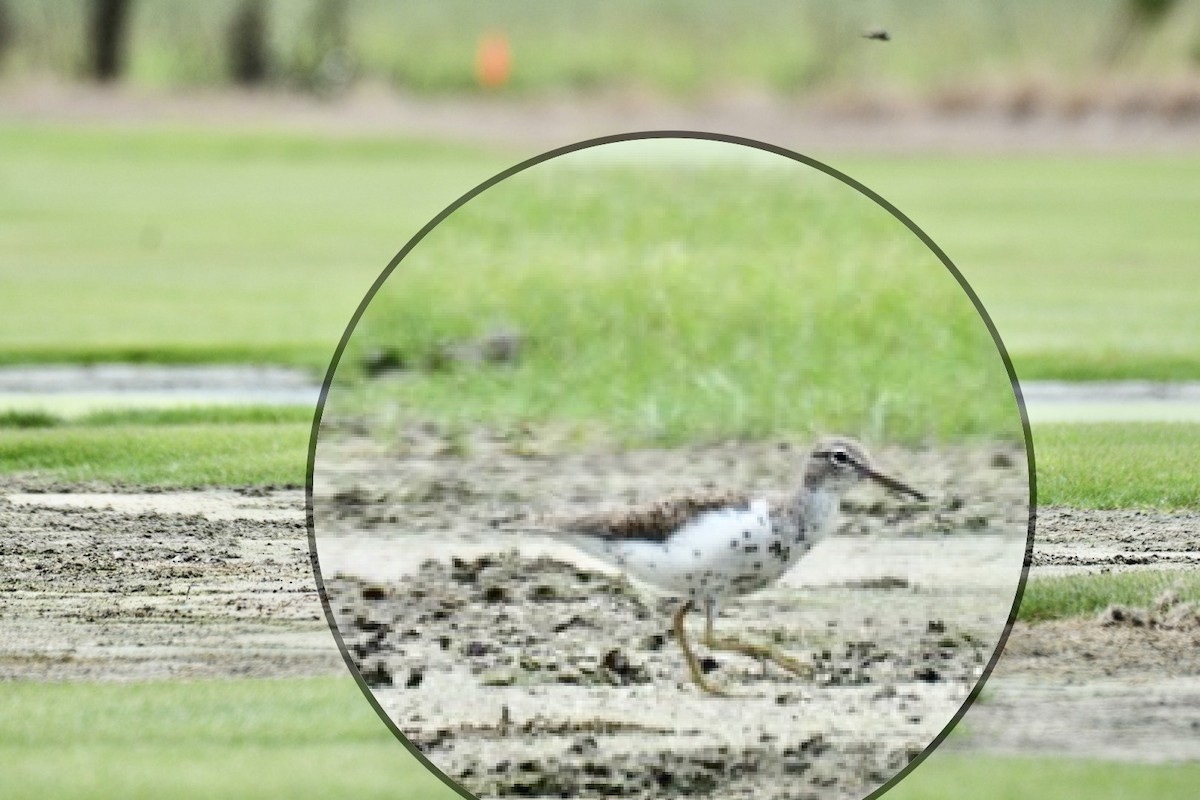 Spotted Sandpiper - ML479909701