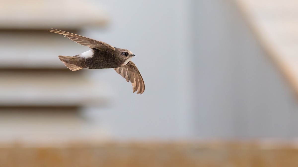 Little Swift - Iker Fernández Martínez