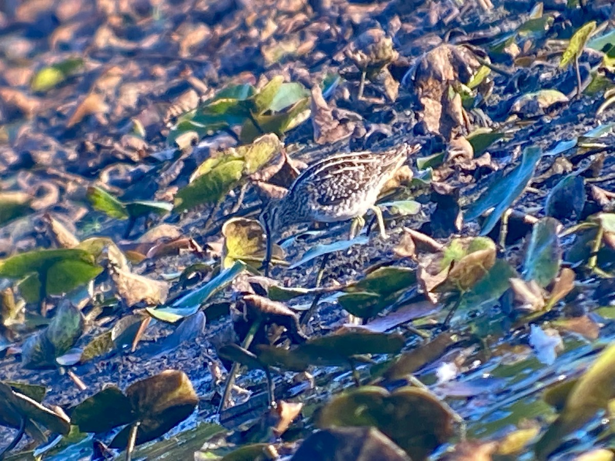 Wilson's Snipe - ML479910251