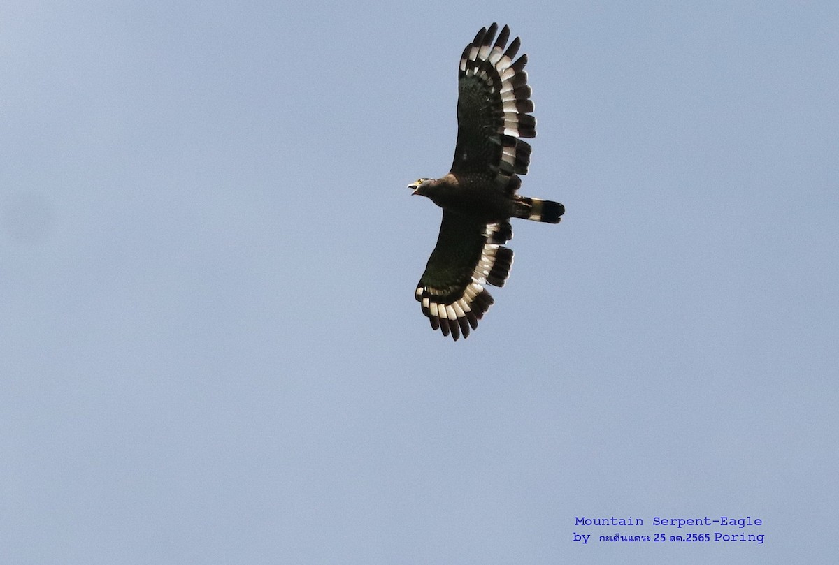 Mountain Serpent-Eagle - ML479910671