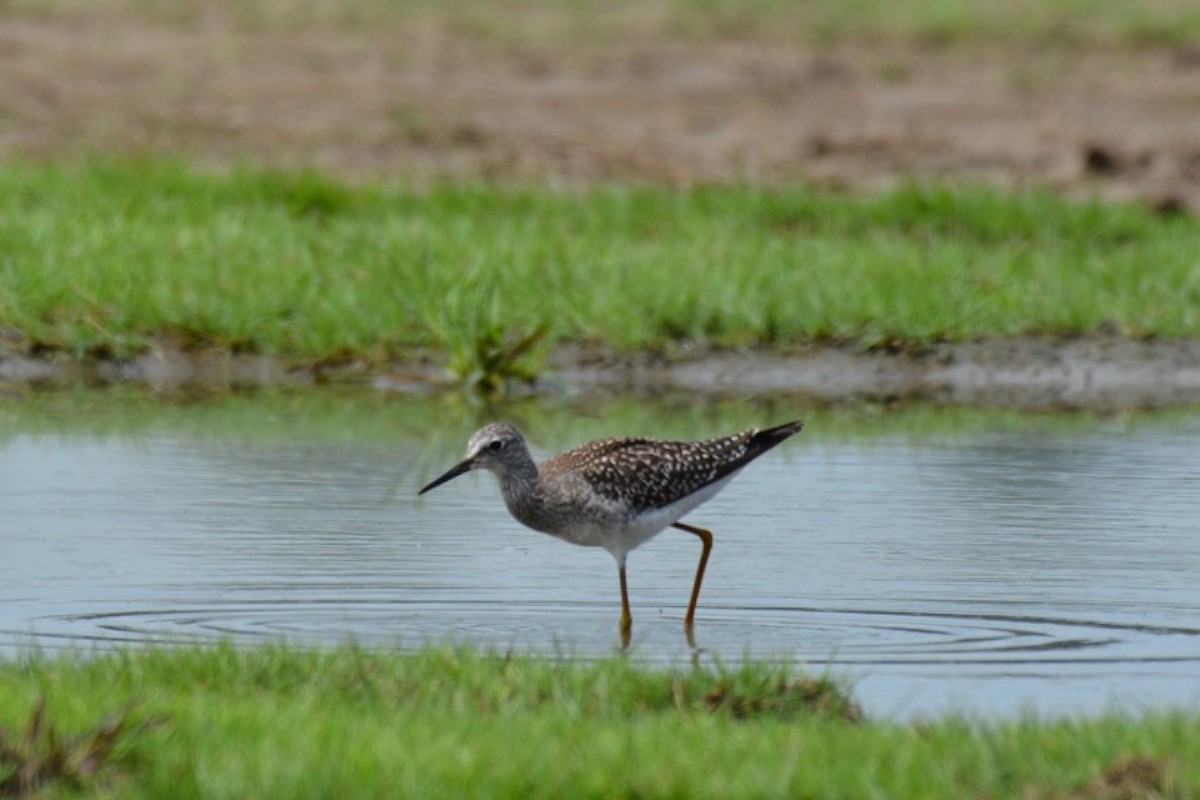 Lesser Yellowlegs - ML479910911