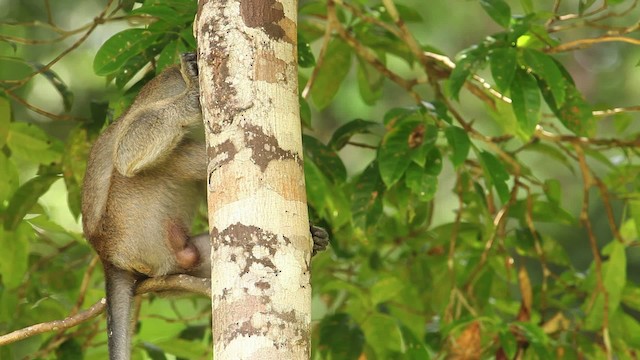 Long-tailed Macaque - ML479911