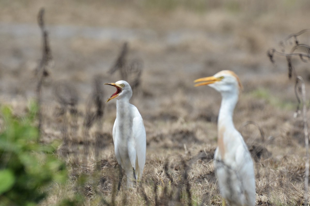 Western Cattle Egret - Harold Donnelly